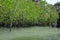 Mangrove forest 2