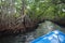 Mangrove forest