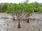 Mangrove Forest