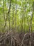 Mangrove forest