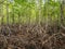 Mangrove forest