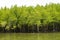 Mangrove forest