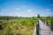 Mangrove forest