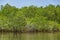 Mangrove Forest