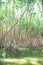 Mangrove forest in Asia Thailand natural protection  evironment
