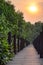 Mangrove forest boardwalk