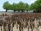 Mangrove forest, Bohol