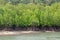 Mangrove forest by the coast line. Water and mangroves roots. Nature, tourism, tourist attraction.