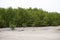 Mangrove forest and drought. Concept of environmental ecological pollution