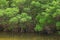 Mangrove Forest Edge