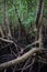 Mangrove forest in Jozani Chwaka bay National Park, Zanzibar