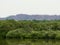 Mangrove forest and lake with white egrets perched on the trees