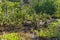 Mangrove forest landscape at Thapom, Klong Song Nam, Krabi, Thai