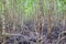 Mangrove forest located at Prasae, Rayong, Thailand