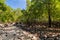 Mangrove forest in Mai Ngam beach in Surin island national park, Phang Nga, Thailand