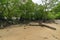 Mangrove forest in Mai Ngam beach in Surin island national park, Thailand