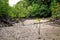 Mangrove forest in Mai Ngam beach in Surin island national park, Thailand