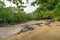 Mangrove forest in Mai Ngam beach in Surin island national park, Thailand