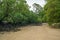 Mangrove forest in Mai Ngam beach in Surin island national park, Thailand