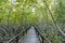 Mangrove forest and mangrove trees and wooden pathways