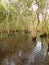 Mangrove forest and Men Cycling bike