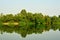 Mangrove Forest Reflection