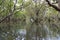 Mangrove forest at rising tide