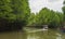 Mangrove forest and roots with river