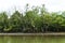 Mangrove forest beside sea near fisherman village