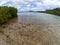 Mangrove forest on seashore landscape. Tropical forest and seaside in fisheye lens. Round horizon sea view