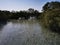 Mangrove forest with shrubs in Abudhabi,UAE.