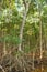 Mangrove forest in Sian Kaan, biosphere reserve, Quintana Roo, Mexico