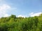 Mangrove forest on sunny day