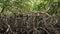 Mangrove forest in Tobago Trinidad close up panning deep jungle