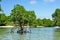 Mangrove forest and trees in West Bali Taman National Park