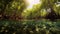 Mangrove forest, Underwater photograph of a mangrove forest with flooded trees and an underwater ecology