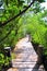 Mangrove forest walkway jungle mexico