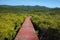 Mangrove forest with wood Walk way