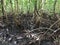 Mangrove forest on Zanzibar island, Tansania