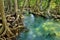 Mangrove forests