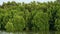 Mangrove forests abundant