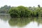 MANGROVE FORESTS - MANGROVES -RIVER SIDE