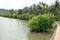 MANGROVE FORESTS - MANGROVES -RIVER SIDE