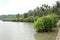 MANGROVE FORESTS - MANGROVES -RIVER SIDE