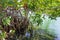 Mangrove forests near Cancun on the Yucatan Peninsula in Mexico