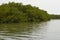 Mangrove forests in the Saloum river Delta area, Senegal, West Africa