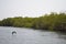 Mangrove forests in the Saloum river Delta area, Senegal, West Africa