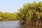 Mangrove forests in the Saloum river Delta area, Senegal, West Africa