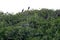 Mangrove forests in the Saloum river Delta area, Senegal, West Africa