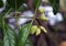 Mangrove fruits on tree, Rhizophora mangle, Rio